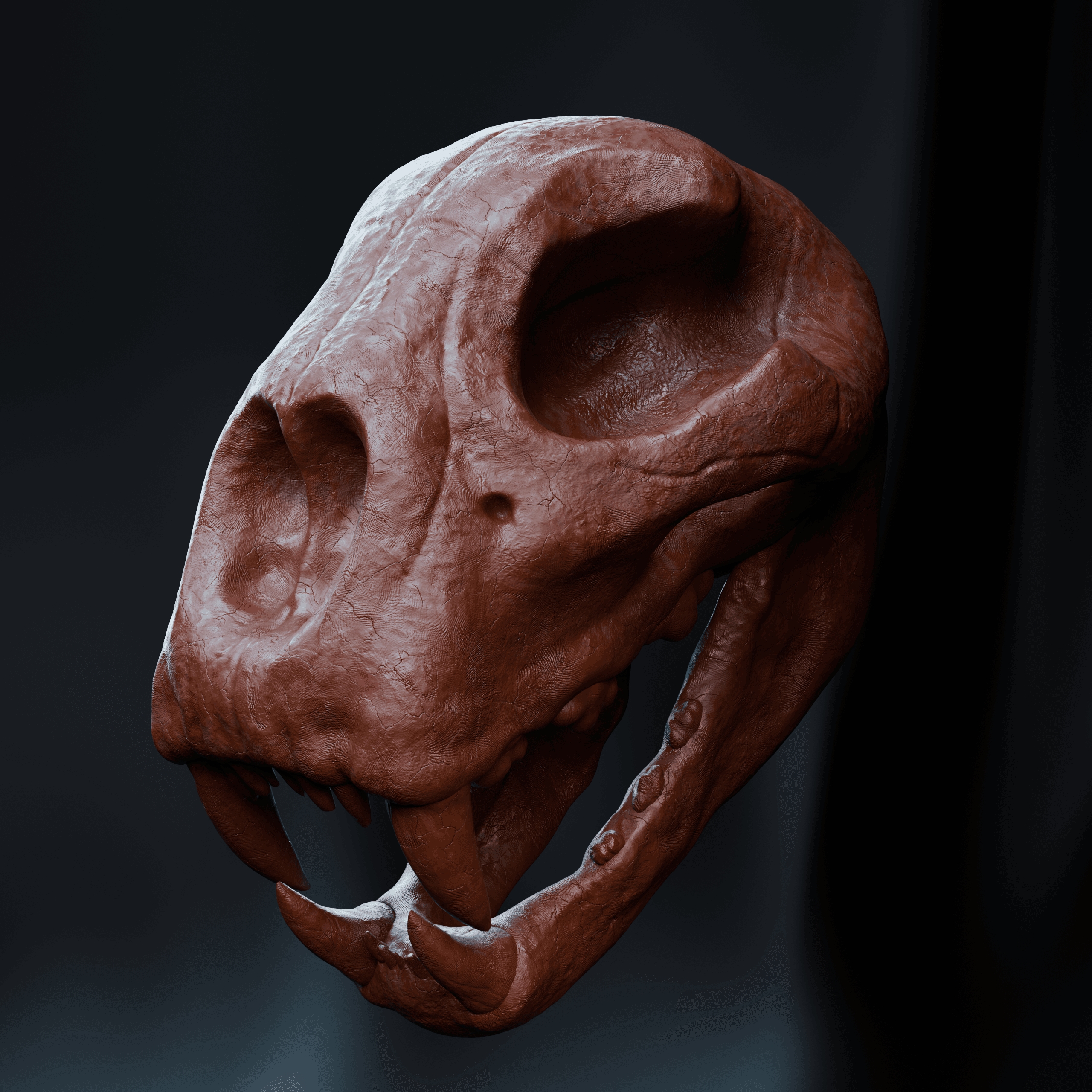 Cheetah skull