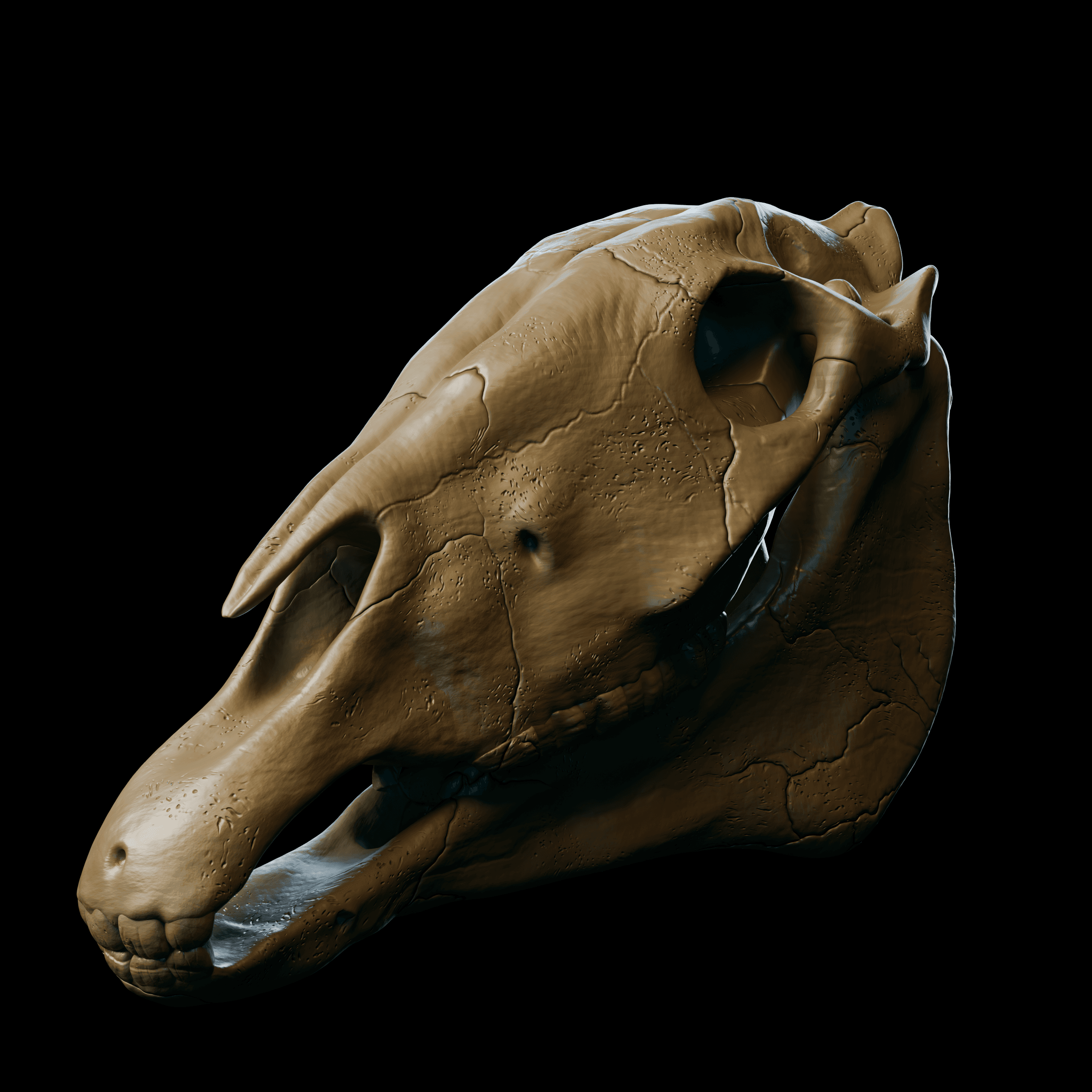 Horse skull