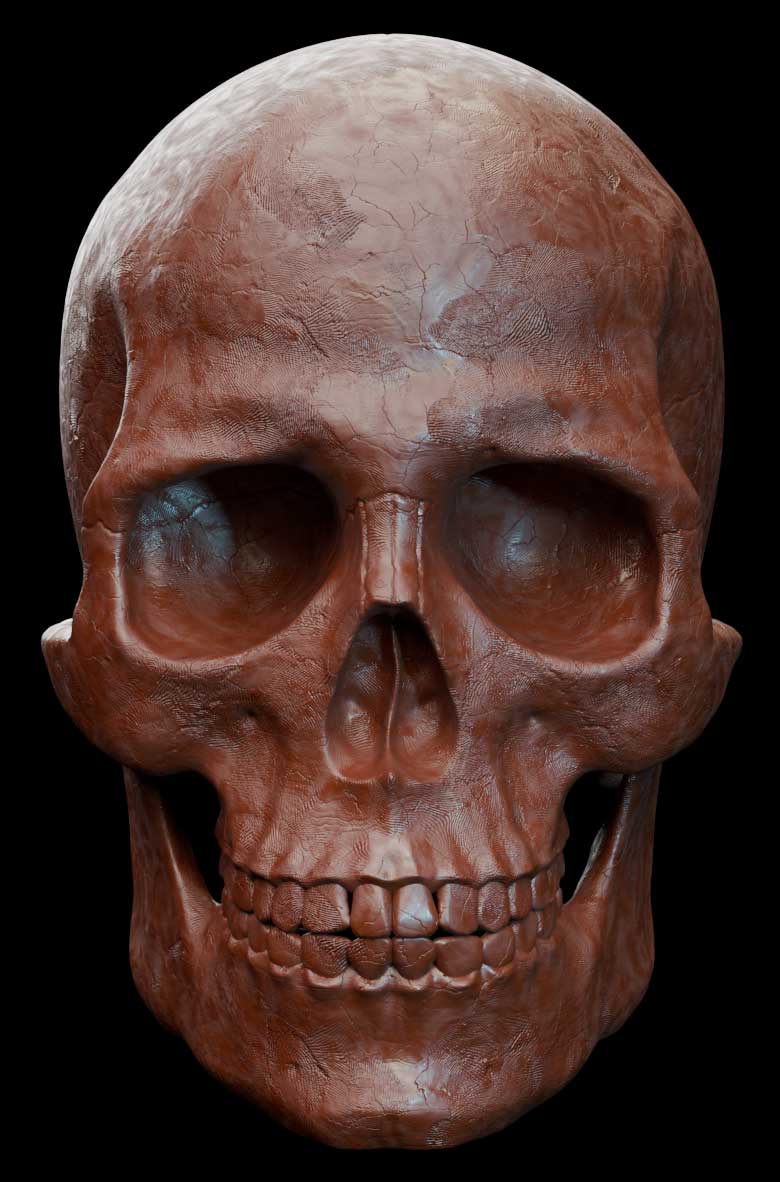 3D Rendered Skull